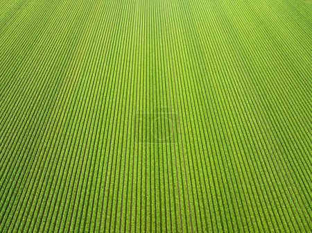 Téléchargez les photos : Beau paysage agricole de rangées de soja vert et de légumes en plein champ - en image libre de droit