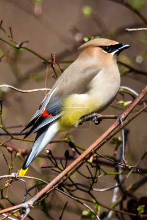 A cedar waxwing perched in a tree