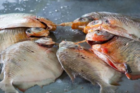 Foto de Una variedad de peces recién capturados en el hielo en una tienda de pescado en Tabatinga, Brasil 2015 - Imagen libre de derechos