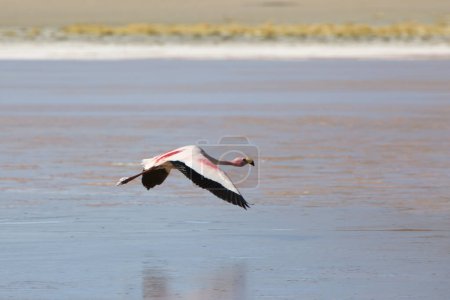 Foto de Flamenco rosado volando sobre un lago cerca del Parque Nacional Eduardo Avaroa en Bolivia - Imagen libre de derechos