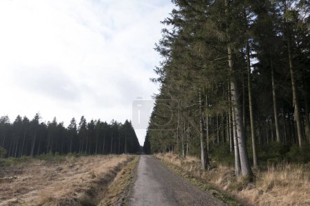 Téléchargez les photos : Paysage forestier de la région des Hautes Fagnes, près de la Baraque de Fraiture, Belgique - en image libre de droit