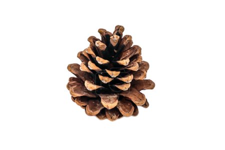 Téléchargez les photos : Christmas cones with a branch on a white background.Christmas tree branch with cones on a white background close-up.Beautiful branch of a coniferous pine tree with fruit cones on a white background - en image libre de droit