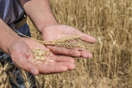 The farmer holds ears of ripe wheat in his hands against the background of a wheat field.