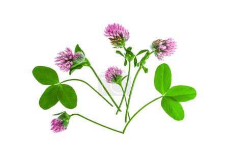 Flowers and leaves of clover on a white background