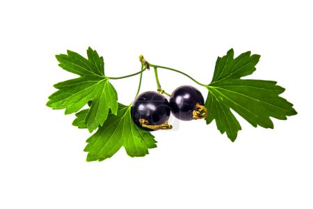 Photo for Ripe berries of black currant on a white background - Royalty Free Image