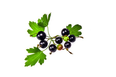 Photo for Ripe berries of black currant on a white background - Royalty Free Image