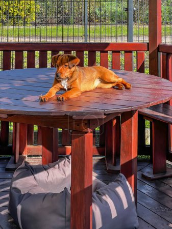 Photo for The little brown dog left its den under the gazebo table and began to lie higher on the table. - Royalty Free Image