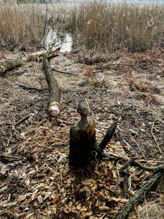 Foto de Daños a los bosques causados por la actividad de castores en el río Mala Panew en Kalety, Polonia - Imagen libre de derechos