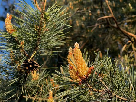 Photo for Pine flowering due to the large amount of pollen is a difficult period for allergy sufferers - Royalty Free Image