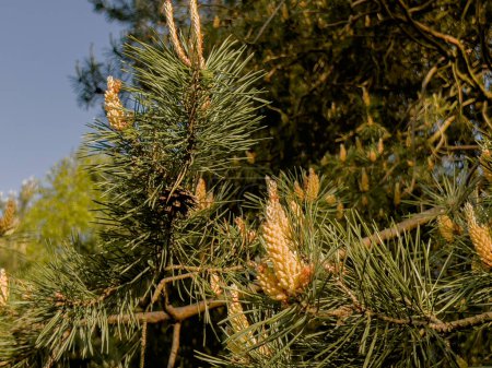 Foto de La floración del pino debido a la gran cantidad de polen es un período difícil para los alérgicos - Imagen libre de derechos
