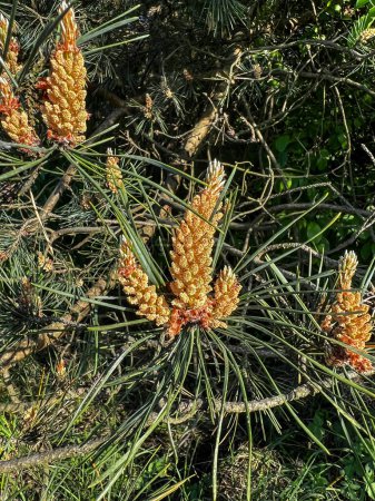 Photo for Pine flowering due to the large amount of pollen is a difficult period for allergy sufferers - Royalty Free Image