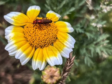 Téléchargez les photos : Deux insectes brun-rouge sur une fleur blanc-jaune en gros plan - en image libre de droit