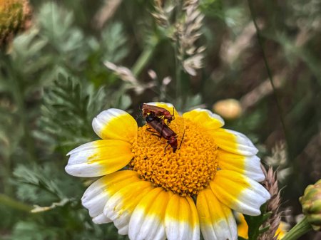 Téléchargez les photos : Deux insectes brun-rouge sur une fleur blanc-jaune en gros plan - en image libre de droit