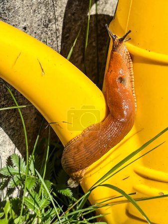 Photo pour Un escargot sans coquille grimpant dans un petit arrosoir en plastique. - image libre de droit