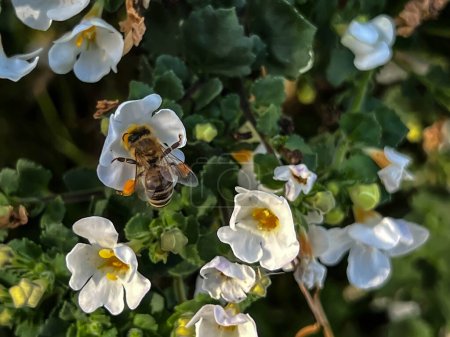 Une abeille travaillant sur des fleurs jaunes en gros plan.