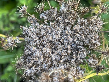 Téléchargez les photos : Aneth, cumin et plantes similaires à graines mûres sur fond de friches envahies de mauvaises herbes vertes. - en image libre de droit