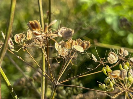 Photo for Dill, cumin and similar plants with ripe seeds against the background of wasteland overgrown with green weeds. - Royalty Free Image