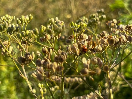 Dill, Kreuzkümmel und ähnliche Pflanzen mit reifen Samen vor dem Hintergrund von Ödland mit grünem Unkraut.