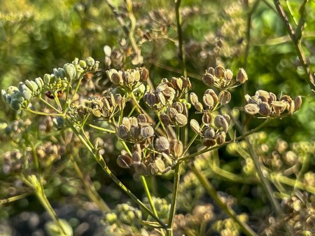 Photo for Dill, cumin and similar plants with ripe seeds against the background of wasteland overgrown with green weeds. - Royalty Free Image