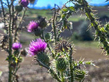 Photo for Thistle, a weed against the background of an agricultural field. For example, a reference to the biblical weed (Mt 13:24-30). - Royalty Free Image