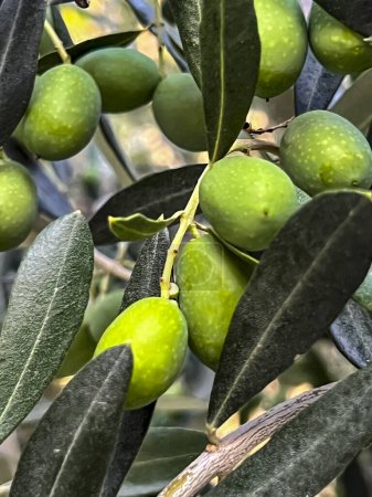 A branch of an olive bush with green fruits, close-up.