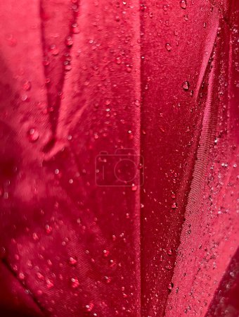 Water drops on a red unfolded umbrella as a background.