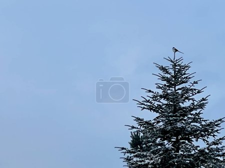 A magpie sitting at the very top of a spruce tree against a gray-blue sky.