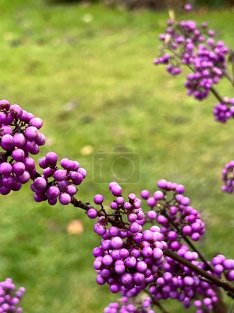 Kalicarpa  (Callicarpa L.), a garden beauty, blooms purple until late autumn and adds color to the garden.