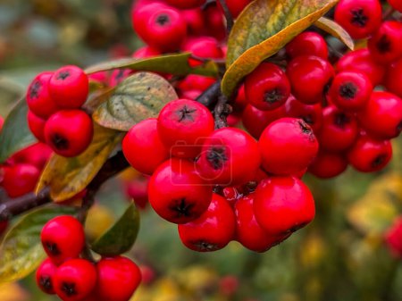 Red hawthorn fruits on a branch in late autumn.