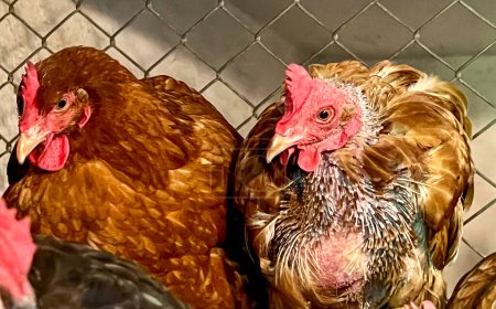 Photo for Hens on a roost in the hen house. One is healthy and the other is losing feathers. - Royalty Free Image