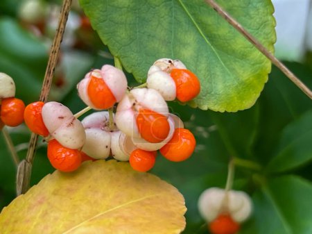 Nahaufnahme farbenfroher Früchte des Gemeinen Spindelbaums (Euonymus europaeus) an einem Buschwerk im Herbst.