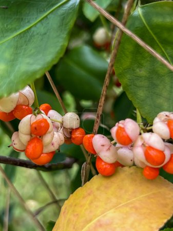 Gros plan des fruits colorés du fuseau commun (Euonymus europaeus) sur une branche de buisson en automne.