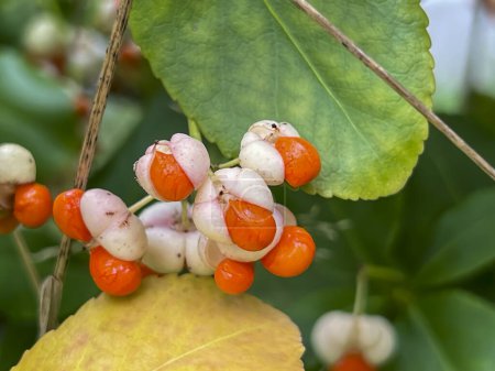 Close-up of colorful fruits of the common spindle tree (Euonymus europaeus) on a bush branch in autumn.
