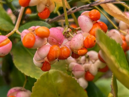 Close-up of colorful fruits of the common spindle tree (Euonymus europaeus) on a bush branch in autumn.