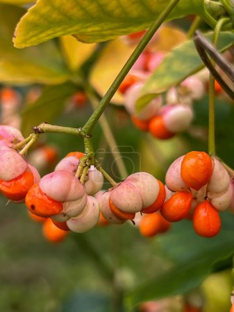 Gros plan des fruits colorés du fuseau commun (Euonymus europaeus) sur une branche de buisson en automne.