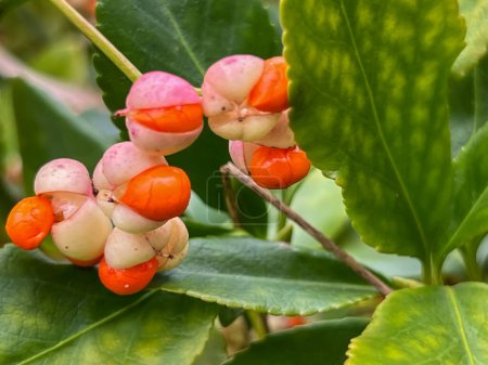 Nahaufnahme farbenfroher Früchte des Gemeinen Spindelbaums (Euonymus europaeus) an einem Buschwerk im Herbst.