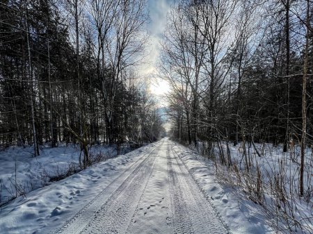 Camino de tierra rural entre árboles en condiciones invernales.