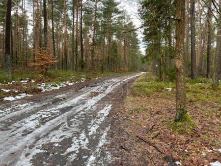 Bosque, caminos de tierra durante la primavera derretimiento de la nieve con numerosos charcos y surcos.