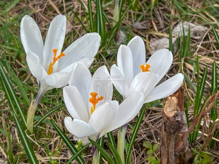 White crocuses blooming in a meadow near the forest in early spring. In close-up.
