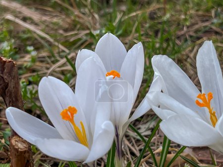 White crocuses blooming in a meadow near the forest in early spring. In close-up.