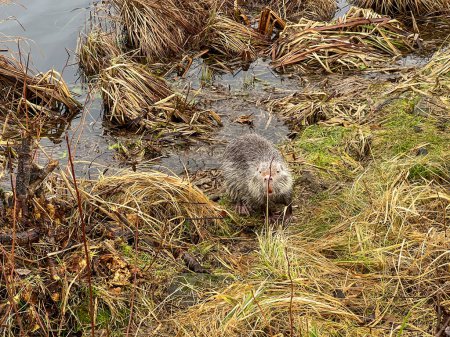 Photo for Nutria living wild in the pond area in Kalety Zielona, Poland. - Royalty Free Image