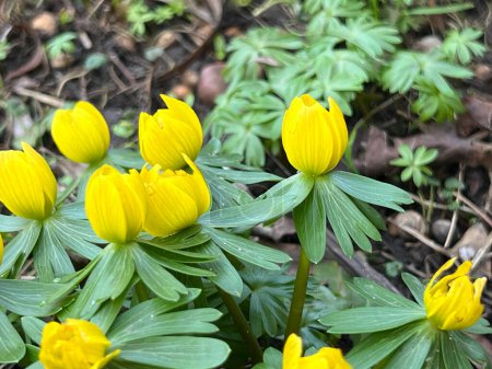 Eranthis cilicica as one of the earliest flowers to bloom in spring and spring bees.