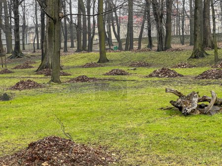 The park at the Mieroszewski Palace (which houses the rooms of the Zaglebie Museum in Bedzin) in early spring in rainy weather.