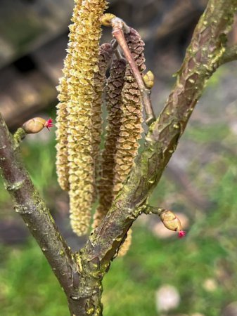 A twig of hazel during the flowering period in close-up.