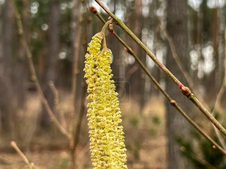 A twig of hazel during the flowering period in close-up.