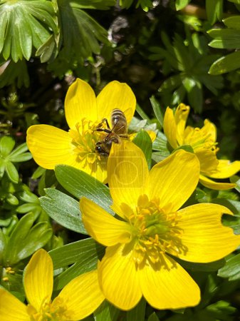 Eranthis cilicica comme l'une des premières fleurs à fleurir au printemps et au printemps abeilles.