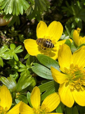 Eranthis cilicica comme l'une des premières fleurs à fleurir au printemps et au printemps abeilles.