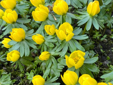 Téléchargez les photos : Eranthis cilicica comme l'une des premières fleurs à fleurir au printemps et au printemps abeilles. - en image libre de droit