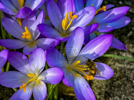 Crocuses blooming in early spring and bees waking up on a warm day collecting "raw materials" for honey production.