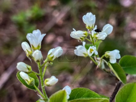 Saskatoon Rundblatt wächst in freier Wildbahn mit blühenden Blüten, Nahaufnahme im zeitigen Frühling.